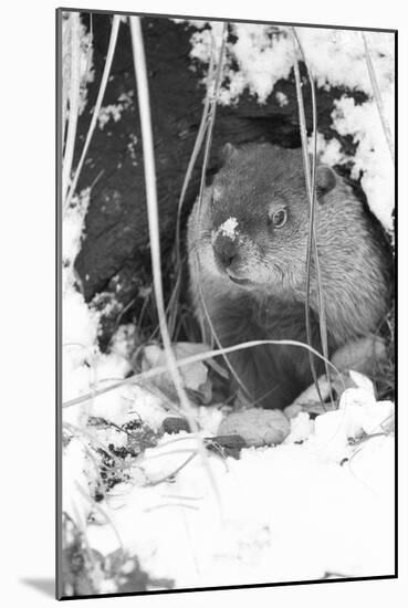 Peanut the Groundhog Looking out of Burrow-Mike Feldman-Mounted Photographic Print