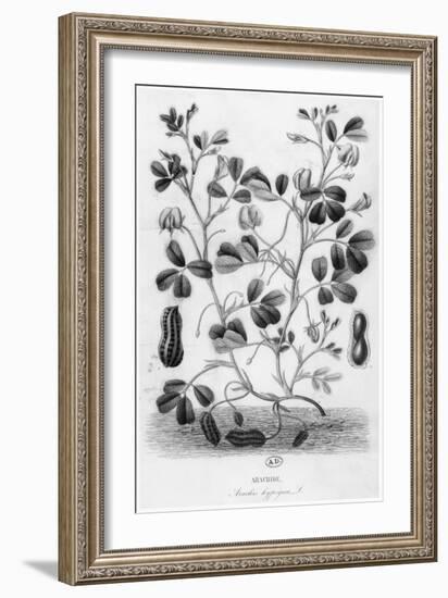 Peanut-null-Framed Giclee Print