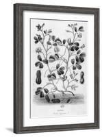 Peanut-null-Framed Giclee Print