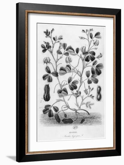 Peanut-null-Framed Giclee Print