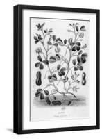 Peanut-null-Framed Giclee Print