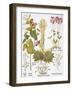 Peanuts, 1613-Besler Basilius-Framed Giclee Print