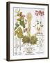 Peanuts, 1613-Besler Basilius-Framed Giclee Print