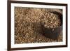 Peanuts being harvested in Bagan, Myanmar.-Michele Niles-Framed Photographic Print