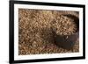 Peanuts being harvested in Bagan, Myanmar.-Michele Niles-Framed Photographic Print