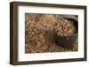 Peanuts being harvested in Bagan, Myanmar.-Michele Niles-Framed Photographic Print