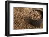 Peanuts being harvested in Bagan, Myanmar.-Michele Niles-Framed Photographic Print