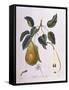 Pear Belle De Bruxelles Henry Louis Duhamel Du Monceau-null-Framed Stretched Canvas