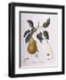 Pear Belle De Bruxelles Henry Louis Duhamel Du Monceau-null-Framed Premium Giclee Print