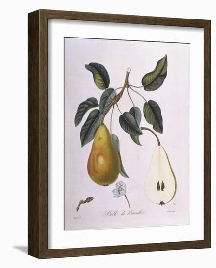 Pear Belle De Bruxelles Henry Louis Duhamel Du Monceau-null-Framed Giclee Print