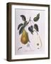 Pear Belle De Bruxelles Henry Louis Duhamel Du Monceau-null-Framed Giclee Print