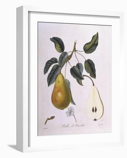 Pear Belle De Bruxelles Henry Louis Duhamel Du Monceau-null-Framed Giclee Print