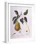 Pear Belle De Bruxelles Henry Louis Duhamel Du Monceau-null-Framed Giclee Print