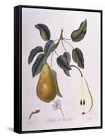 Pear Belle De Bruxelles Henry Louis Duhamel Du Monceau-null-Framed Stretched Canvas