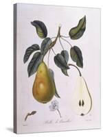 Pear Belle De Bruxelles Henry Louis Duhamel Du Monceau-null-Stretched Canvas
