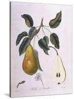 Pear Belle De Bruxelles Henry Louis Duhamel Du Monceau-null-Stretched Canvas