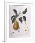 Pear Belle De Bruxelles Henry Louis Duhamel Du Monceau-null-Framed Giclee Print