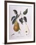 Pear Belle De Bruxelles Henry Louis Duhamel Du Monceau-null-Framed Giclee Print