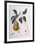 Pear Belle De Bruxelles Henry Louis Duhamel Du Monceau-null-Framed Giclee Print