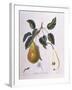 Pear Belle De Bruxelles Henry Louis Duhamel Du Monceau-null-Framed Giclee Print