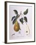 Pear Belle De Bruxelles Henry Louis Duhamel Du Monceau-null-Framed Giclee Print