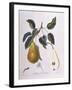 Pear Belle De Bruxelles Henry Louis Duhamel Du Monceau-null-Framed Giclee Print