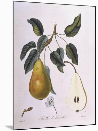 Pear Belle De Bruxelles Henry Louis Duhamel Du Monceau-null-Mounted Giclee Print