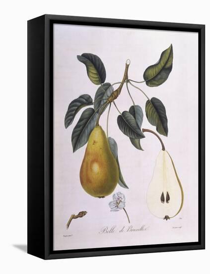 Pear Belle De Bruxelles Henry Louis Duhamel Du Monceau-null-Framed Stretched Canvas