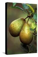 Pear Belle Julie-null-Stretched Canvas