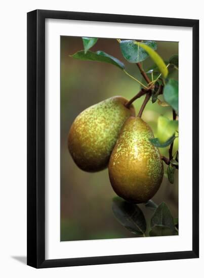 Pear Belle Julie-null-Framed Photographic Print