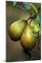 Pear Belle Julie-null-Mounted Photographic Print