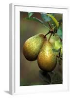 Pear Belle Julie-null-Framed Photographic Print