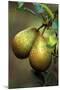 Pear Belle Julie-null-Mounted Photographic Print