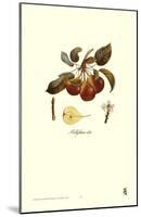 Pear, Bellifsime d'Ete-Francois Langlois-Mounted Art Print