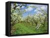 Pear Blossom in Orchard, Holt Fleet, Worcestershire, England, United Kingdom, Europe-Hunter David-Framed Stretched Canvas