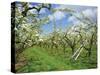 Pear Blossom in Orchard, Holt Fleet, Worcestershire, England, United Kingdom, Europe-Hunter David-Stretched Canvas