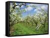 Pear Blossom in Orchard, Holt Fleet, Worcestershire, England, United Kingdom, Europe-Hunter David-Framed Stretched Canvas