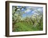 Pear Blossom in Orchard, Holt Fleet, Worcestershire, England, United Kingdom, Europe-Hunter David-Framed Photographic Print