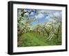 Pear Blossom in Orchard, Holt Fleet, Worcestershire, England, United Kingdom, Europe-Hunter David-Framed Photographic Print