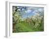 Pear Blossom in Orchard, Holt Fleet, Worcestershire, England, United Kingdom, Europe-Hunter David-Framed Photographic Print