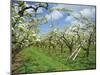 Pear Blossom in Orchard, Holt Fleet, Worcestershire, England, United Kingdom, Europe-Hunter David-Mounted Photographic Print