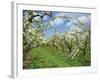 Pear Blossom in Orchard, Holt Fleet, Worcestershire, England, United Kingdom, Europe-Hunter David-Framed Photographic Print