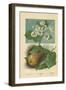 Pear-Blossom. Pear-William Henry James Boot-Framed Giclee Print