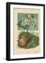 Pear-Blossom. Pear-William Henry James Boot-Framed Giclee Print