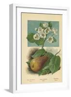 Pear-Blossom. Pear-William Henry James Boot-Framed Giclee Print