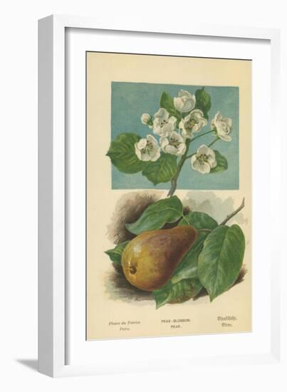 Pear-Blossom. Pear-William Henry James Boot-Framed Giclee Print
