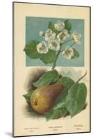 Pear-Blossom. Pear-William Henry James Boot-Mounted Giclee Print