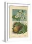 Pear-Blossom. Pear-William Henry James Boot-Framed Premium Giclee Print