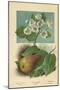 Pear-Blossom. Pear-William Henry James Boot-Mounted Premium Giclee Print