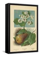 Pear-Blossom. Pear-William Henry James Boot-Framed Stretched Canvas